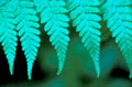 Fern leaves